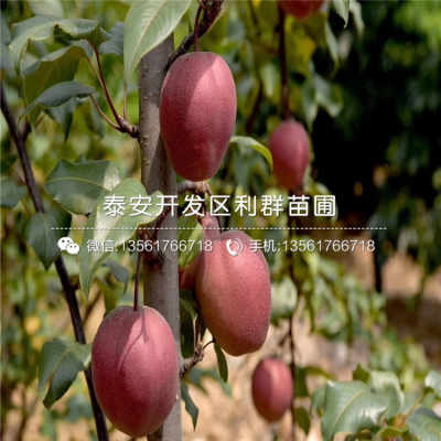 八月酥梨苗新品種介紹、價格及基地供應，兼談禮品花卉銷售