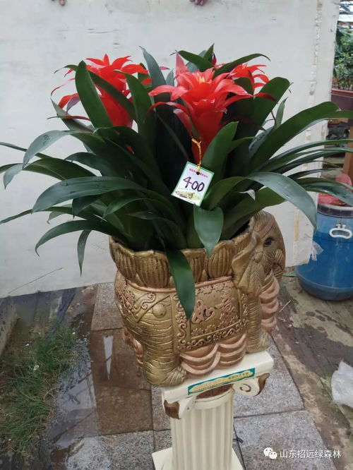 中秋佳節送好禮，鳳梨花卉寄相思