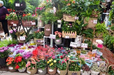 2019鄭州賞花日歷 全年花事盛典與禮品花卉選購指南